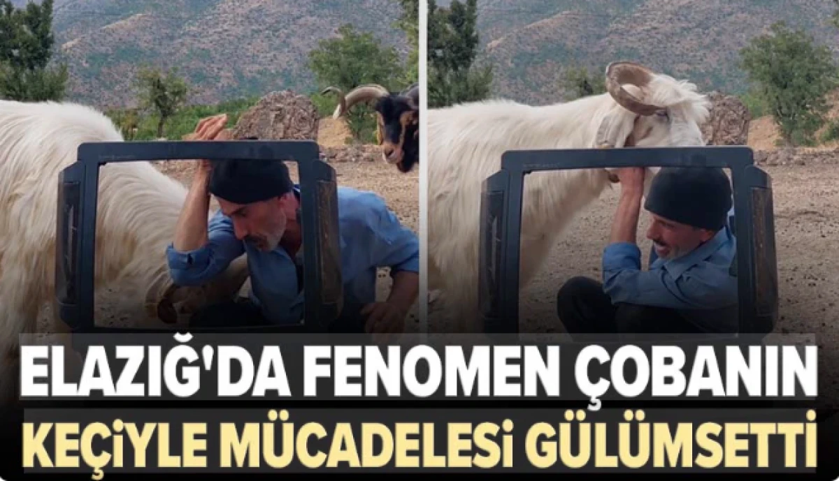 Fenomen &ccedil;obanın ke&ccedil;iyle m&uuml;cadelesi g&uuml;l&uuml;msetti