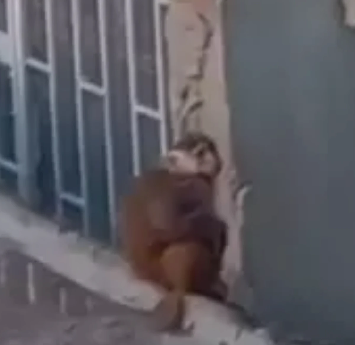 Fikirtepe'de bulundurulması yasaklı maymun t&uuml;r&uuml; yakalandı