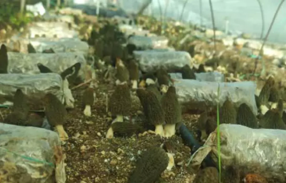 Fiyatı kırmızı eti fersah fersah solladı!