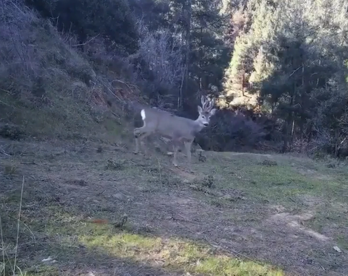 Fotokapan &ouml;yle bir g&ouml;r&uuml;nt&uuml; kaydetti ki! Renkli anlar tekrar tekrar oynatıldı  