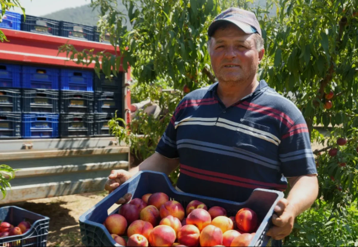 Ge&ccedil;en yıl 70 liraydı, şimdi 20 lira! Rekolte &ccedil;ok ama randıman yok