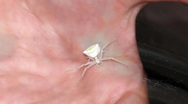 Görenler hem korkuyor hem hayrete düşüyor