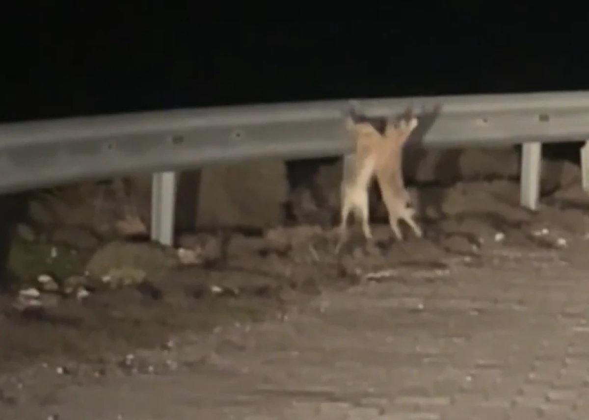 G&uuml;l&uuml;mseten g&ouml;r&uuml;nt&uuml; &Ccedil;anakkale'den: Tavşanlar kavgaya tutuştu    