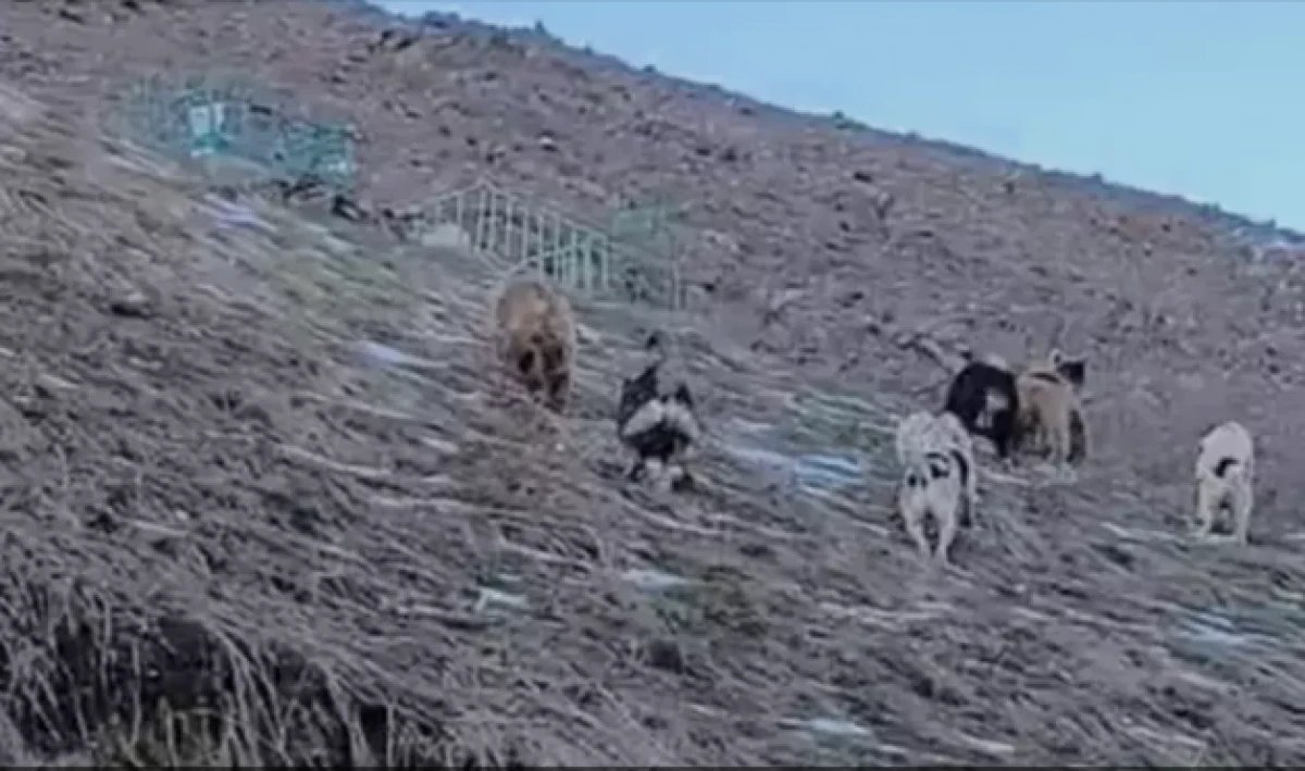 Hakkari! &Ccedil;oban k&ouml;pekleri ayıları kovaladı               
