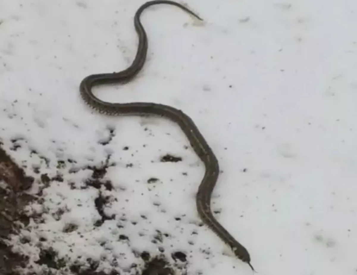 Hakkari'de su arızası sırasında ortaya &ccedil;ıktı              