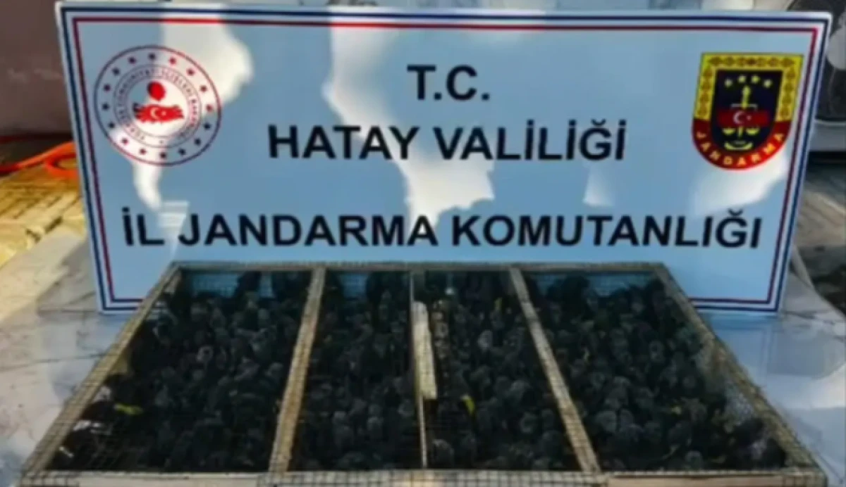 Hatay'da trakt&ouml;r r&ouml;morkunda binlerce saka kuşu &ccedil;ıktı! S&uuml;r&uuml;c&uuml;ye 19,8 milyon TL ceza kesildi