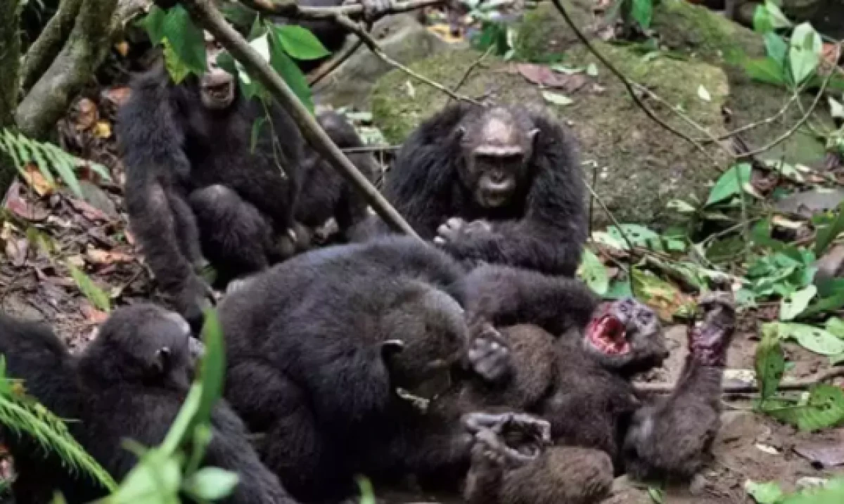 Hayvanlar d&uuml;nyasında ender vaka          