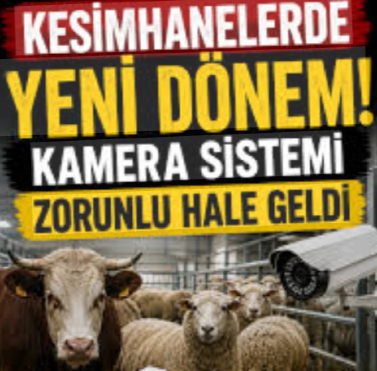 Herkesin g&ouml;nl&uuml; rahat olacak! Kesimhanelerde kamera artık zorunlu