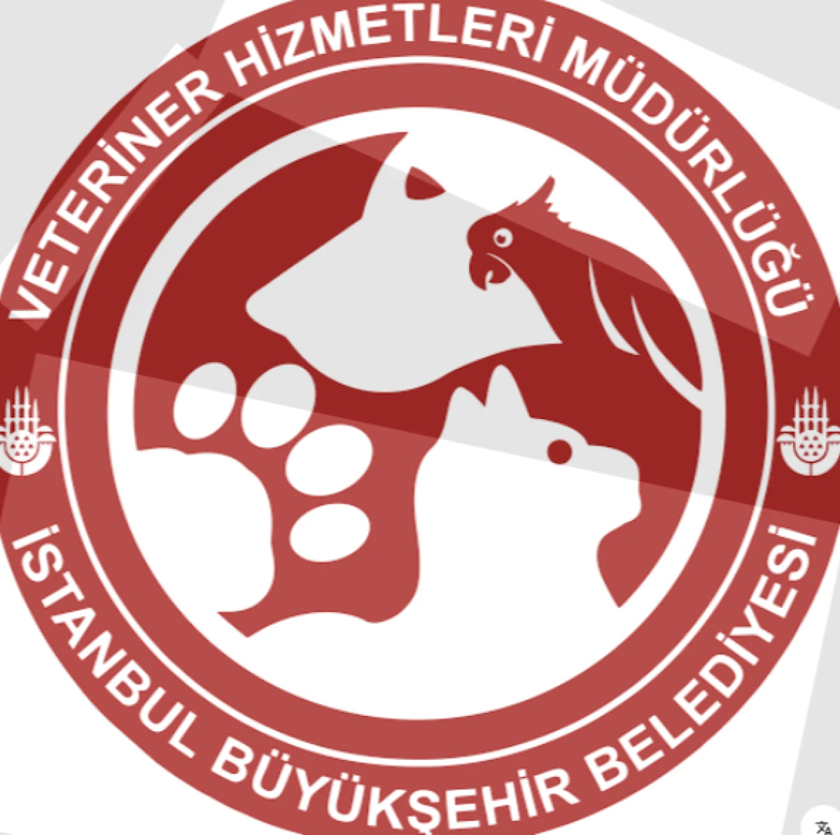 İBB Veteriner İşleri M&uuml;d&uuml;rl&uuml;ğ&uuml;'ne İlişkin G&ouml;r&uuml;nt&uuml;ler G&uuml;ndem Oldu