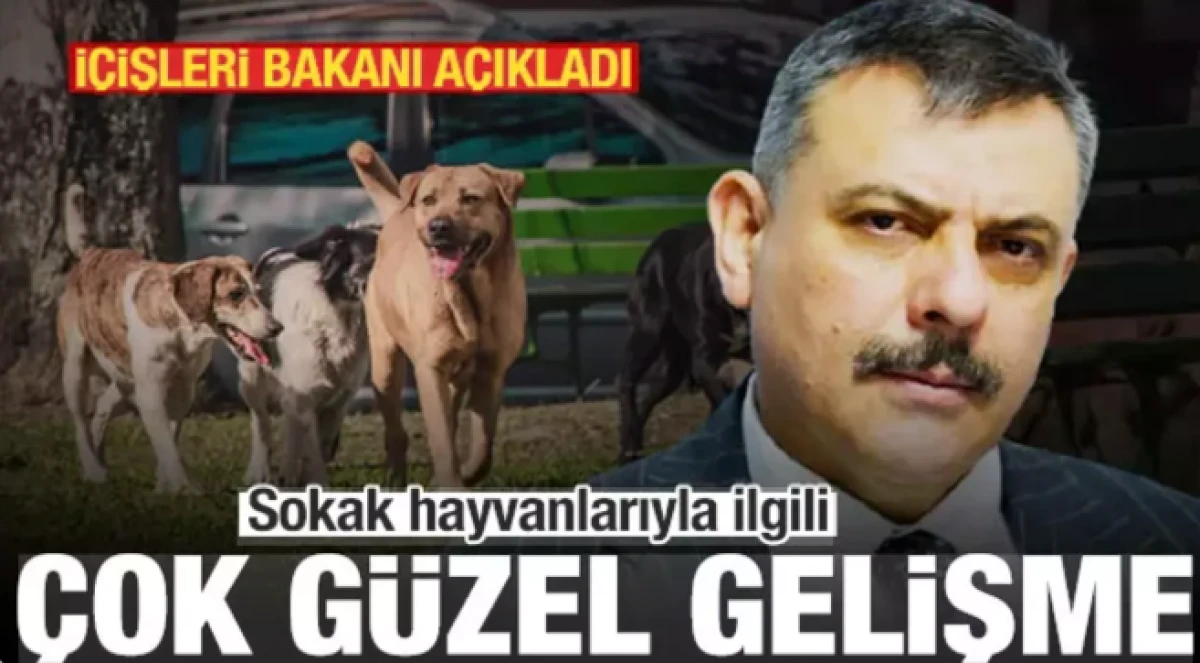 İ&ccedil;işleri Bakanı'ndan sokak hayvanları a&ccedil;ıklaması