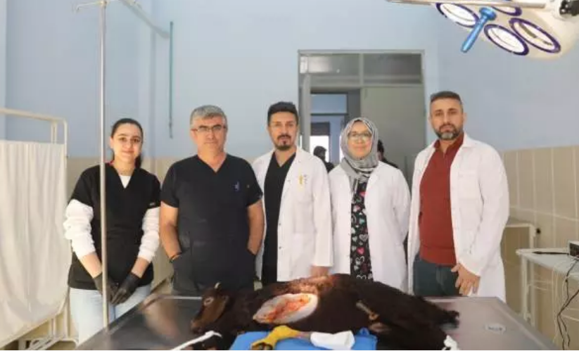 Iğdır'da dünyaya gelen 5 ayaklı kuzu bıçak altına yattı!