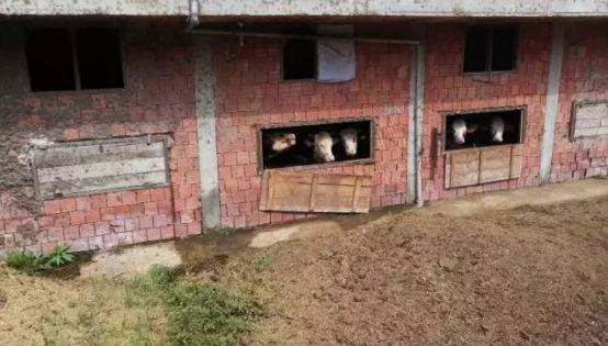 İnekleri için 4 katlı apartman yaptı      