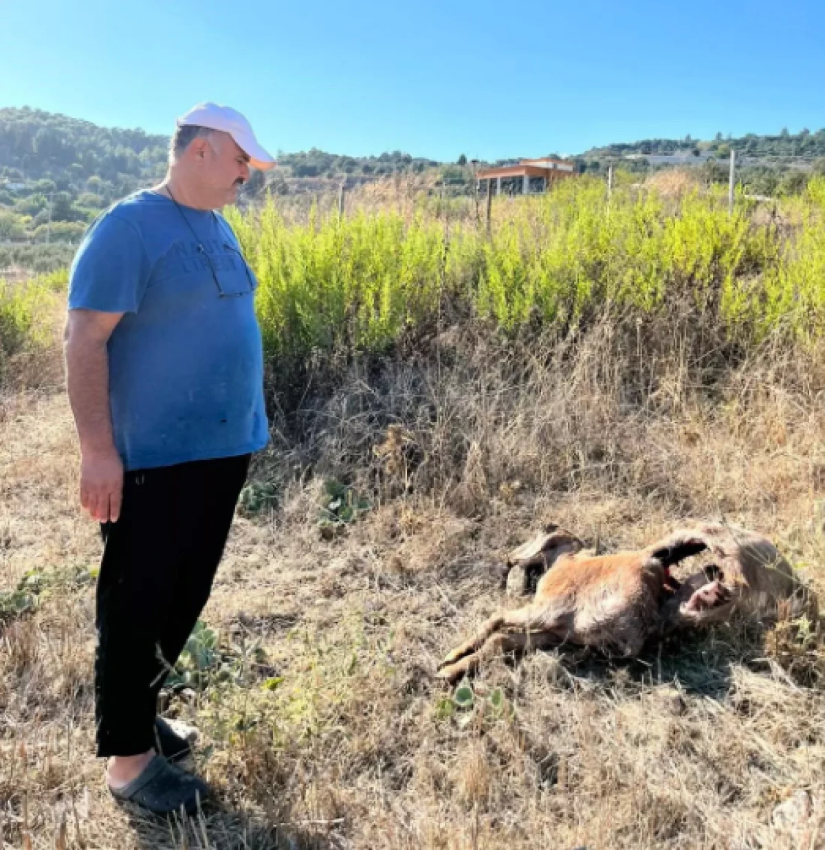 İş gezisinden döndü keçilerini parçalanmış halde buldu