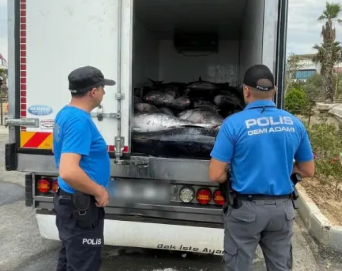 İzmir'de 3 ton mavi y&uuml;zge&ccedil;li orkinos sevinci kursaklarında kaldı! Piyasa değeri şoke etti