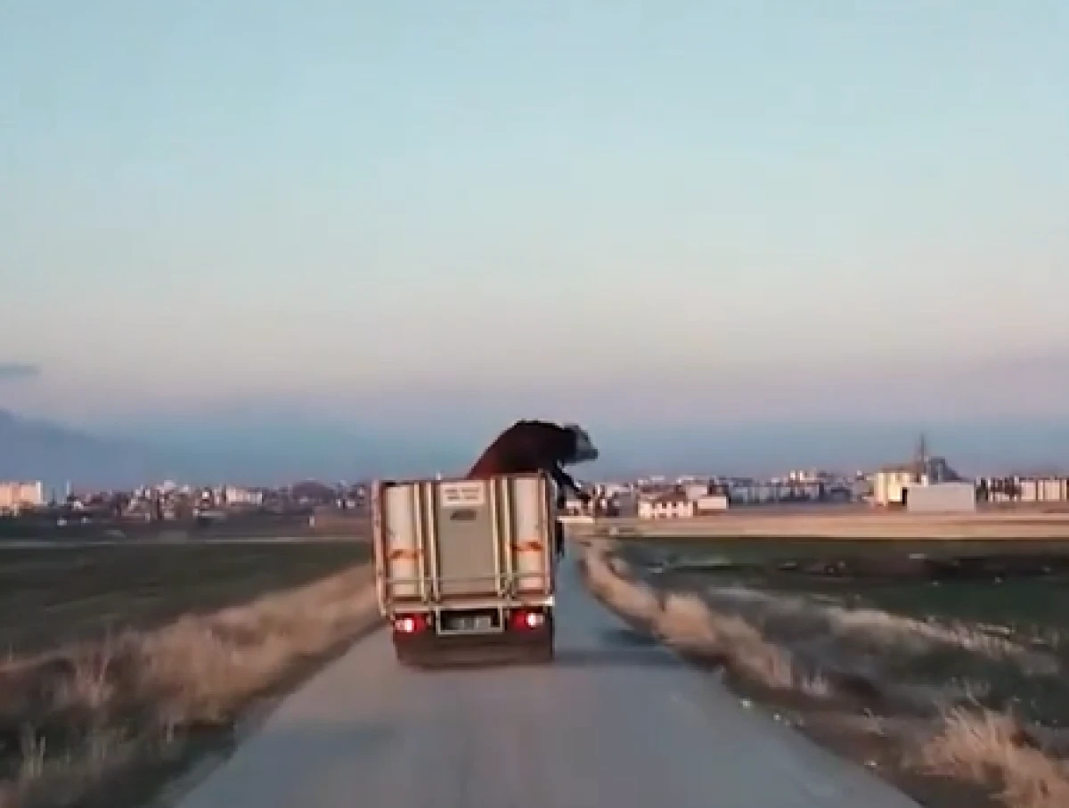Kamyondaki dananın keyifli yolculuğu g&ouml;renleri şaşkına &ccedil;evirdi!   