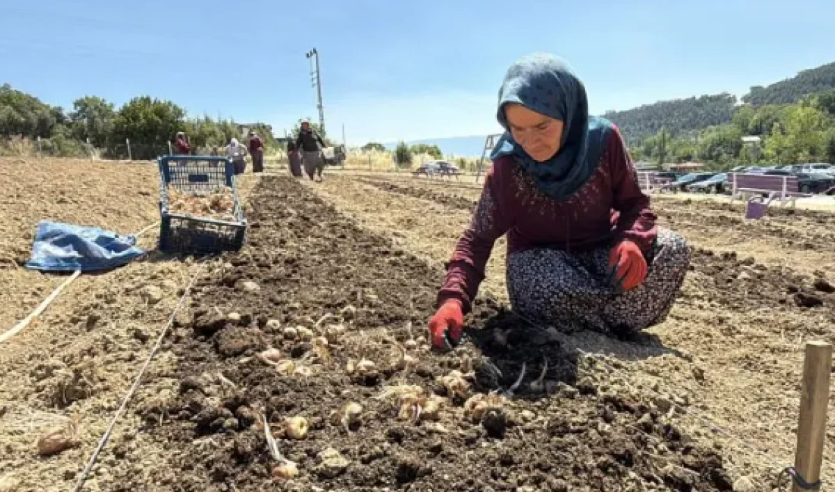 Karab&uuml;k'te ekimi başladı! Kilogramı 650 bin TL... 3 ayda hasat edilecek