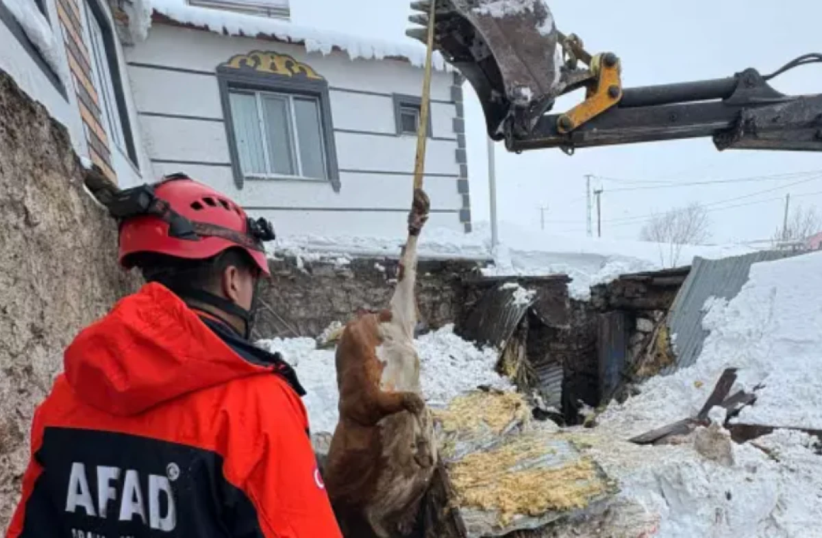 Kars'ta 2 ahır &ccedil;&ouml;kt&uuml;, 4 b&uuml;y&uuml;kbaş hayvan telef oldu 