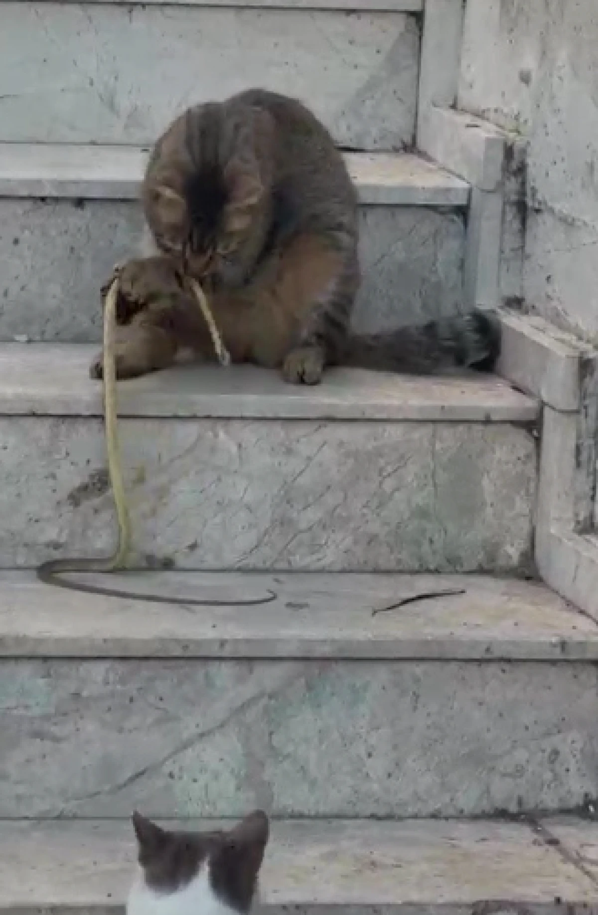 Kedinin yılanla oyun anları sosyal medyayı salladı