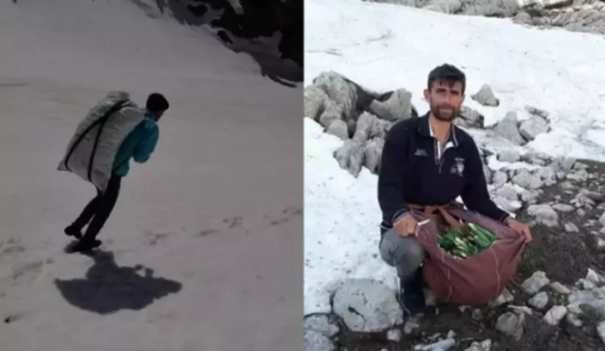 Kendiliğinden dağda yetişiyor                    