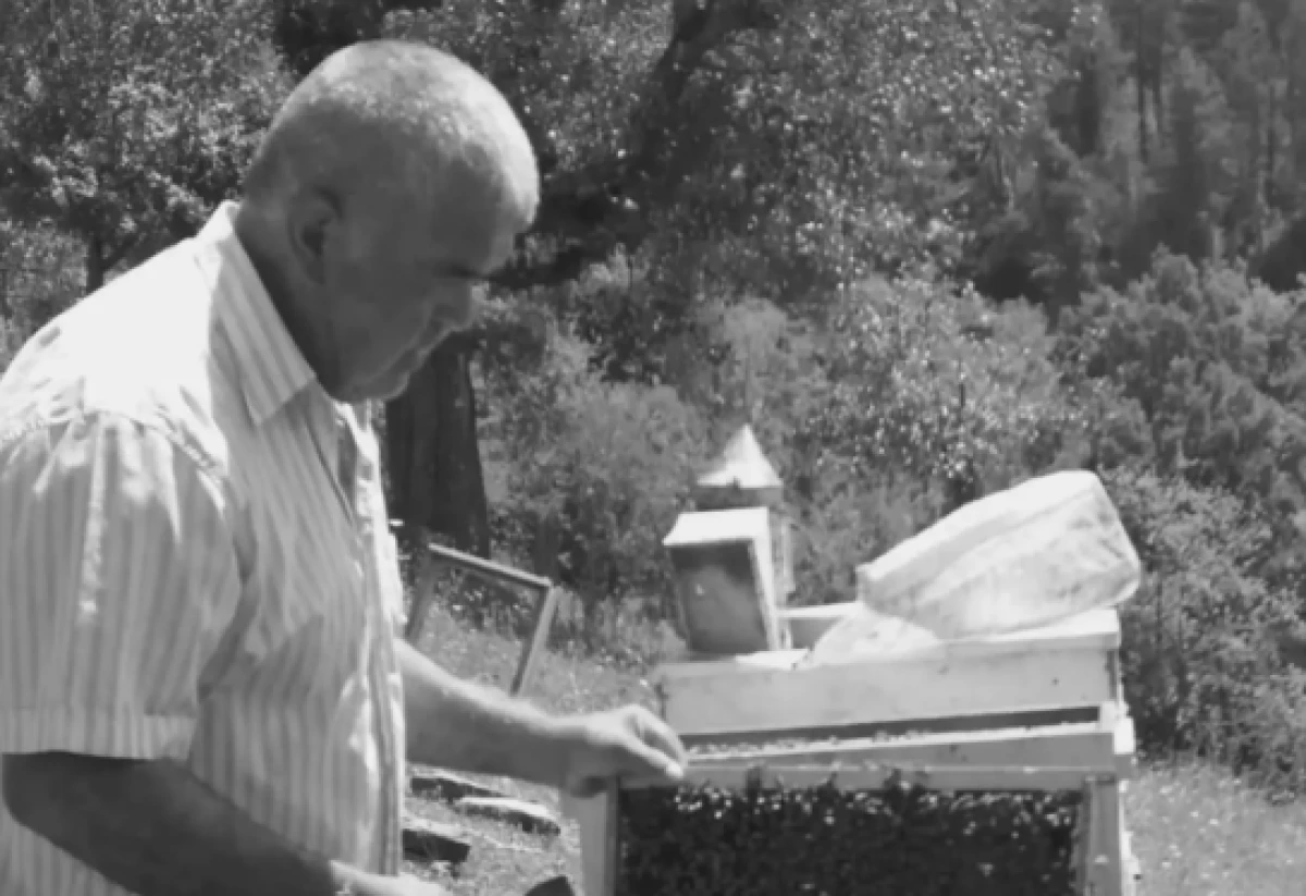 Kestiği ağacın altında kalarak can verdi 