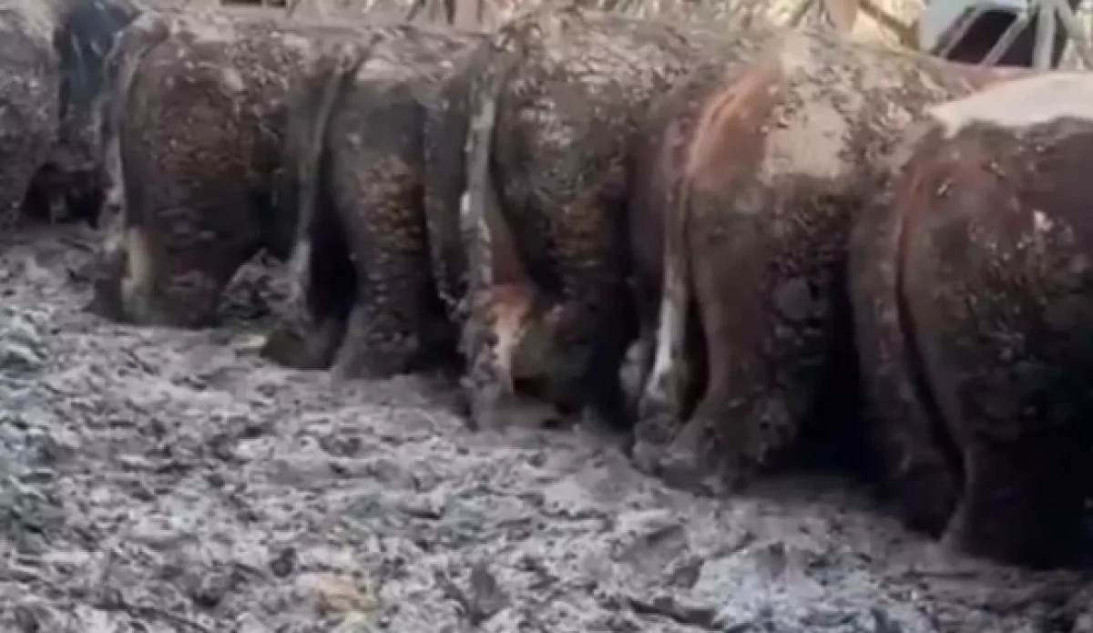 Konya'da sosyal medyada g&uuml;ndem olan g&ouml;r&uuml;nt&uuml;       