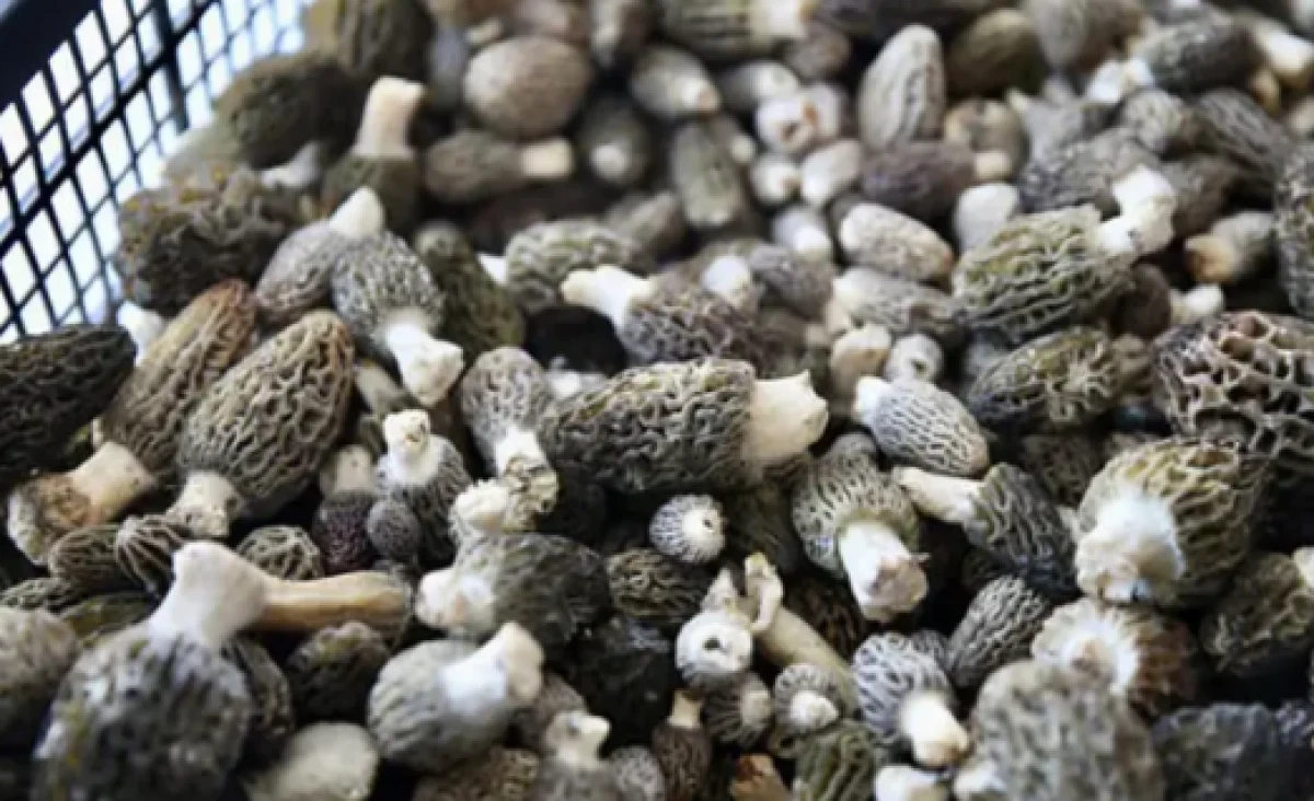 K&ouml;yl&uuml;ler dağlara akın etti! Toprağın altından "servet" &ccedil;ıkıyor