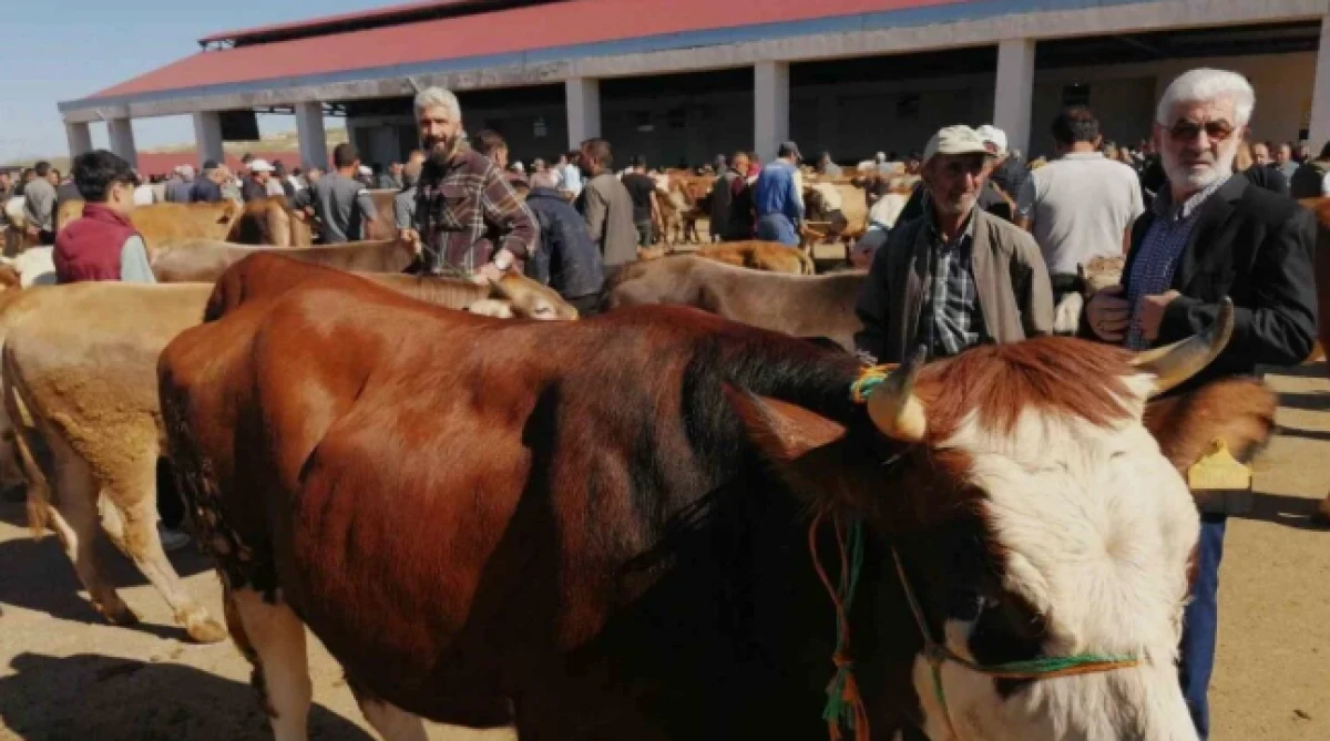 Kurban pazarında hareketlilik başladı