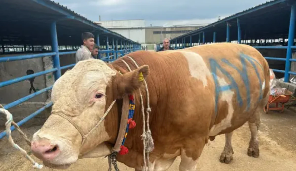 Kurban pazarının şampiyonu: 650 kilogram kemiksiz et vermesi bekleniyor! İşte fiyatı