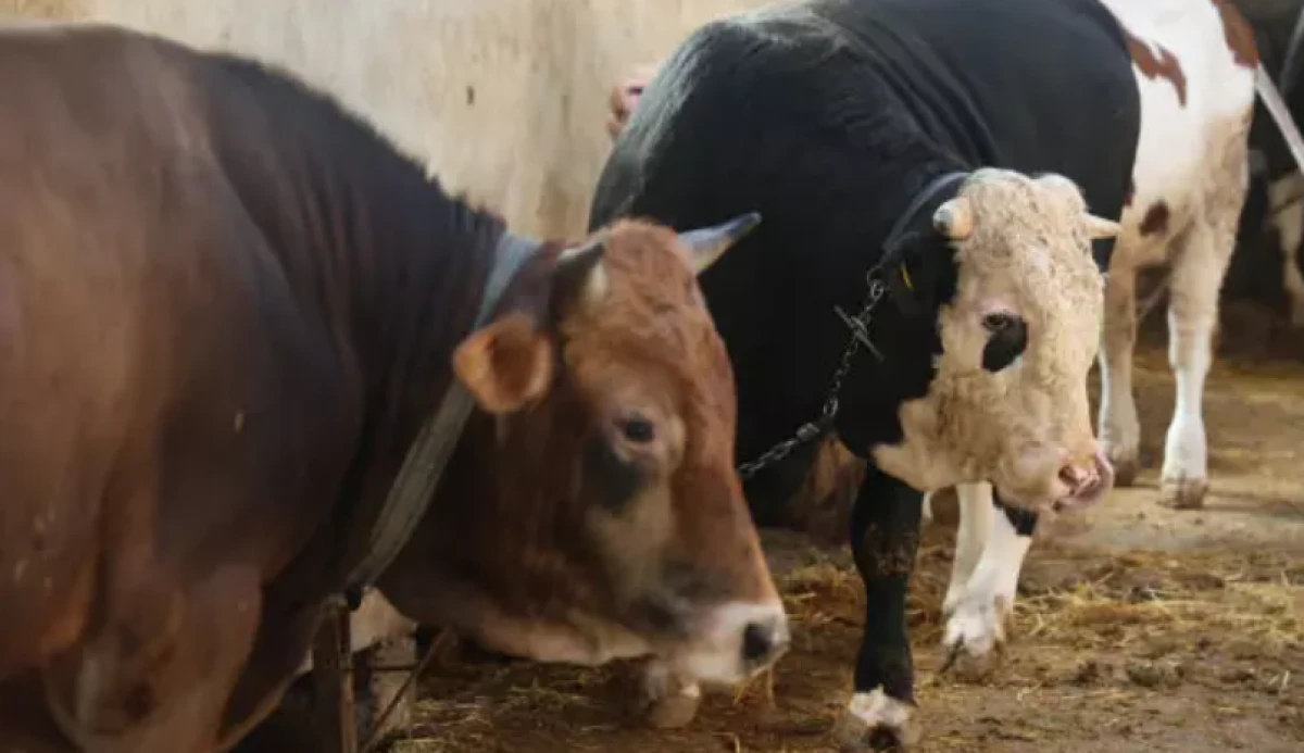 Kurbanlık alacaklar dikkat! 'Ucuz etin suyu kara olur' diyerek uyardı