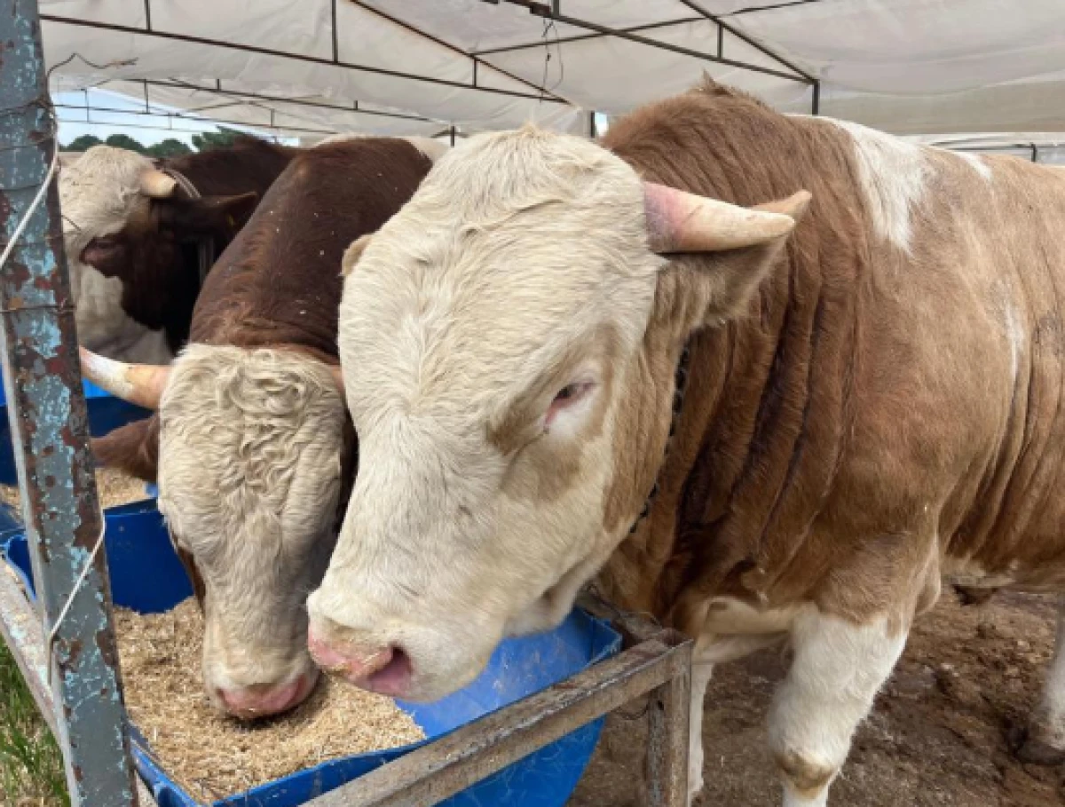 Kurbanlıklar g&ouml;r&uuml;c&uuml;ye &ccedil;ıktı! İşte kurbanlık fiyatları