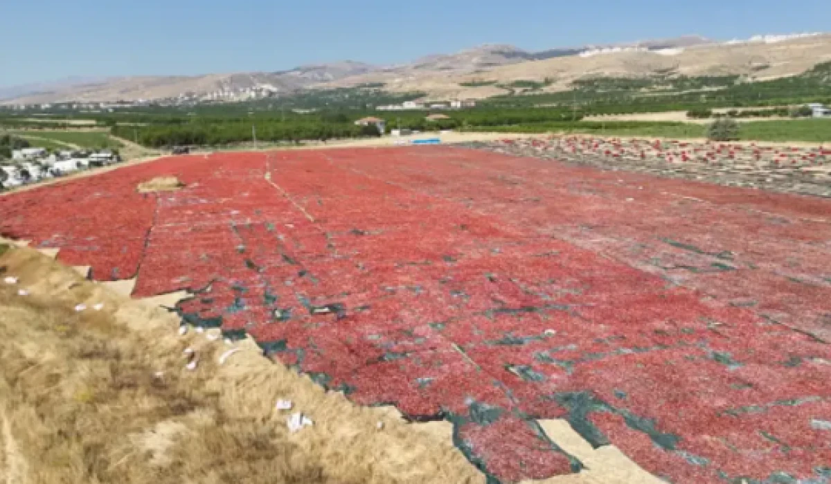 Malatya&rsquo;da kayısıya alternatif olarak &uuml;retilmeye başlanmıştı! Tarlalar kırmızıya boyandı