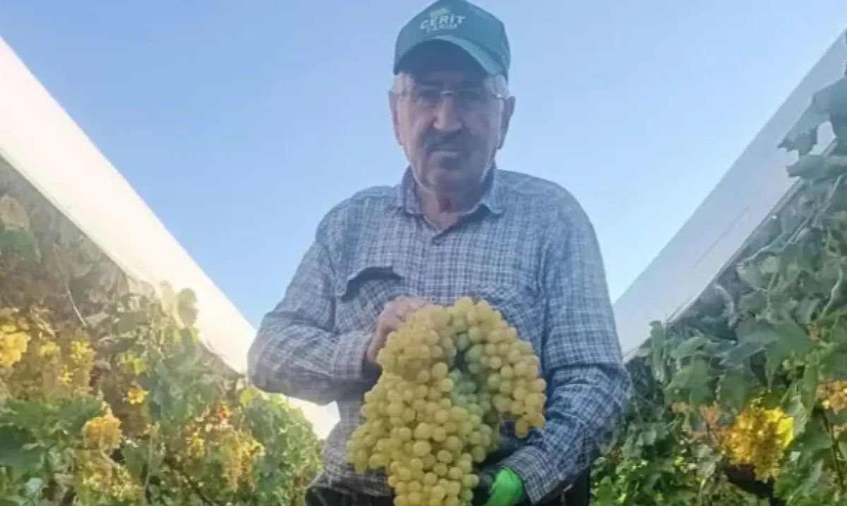 Manisa'da şaşkına &ccedil;eviren hasat: Dev salkım 5,5 kilogram