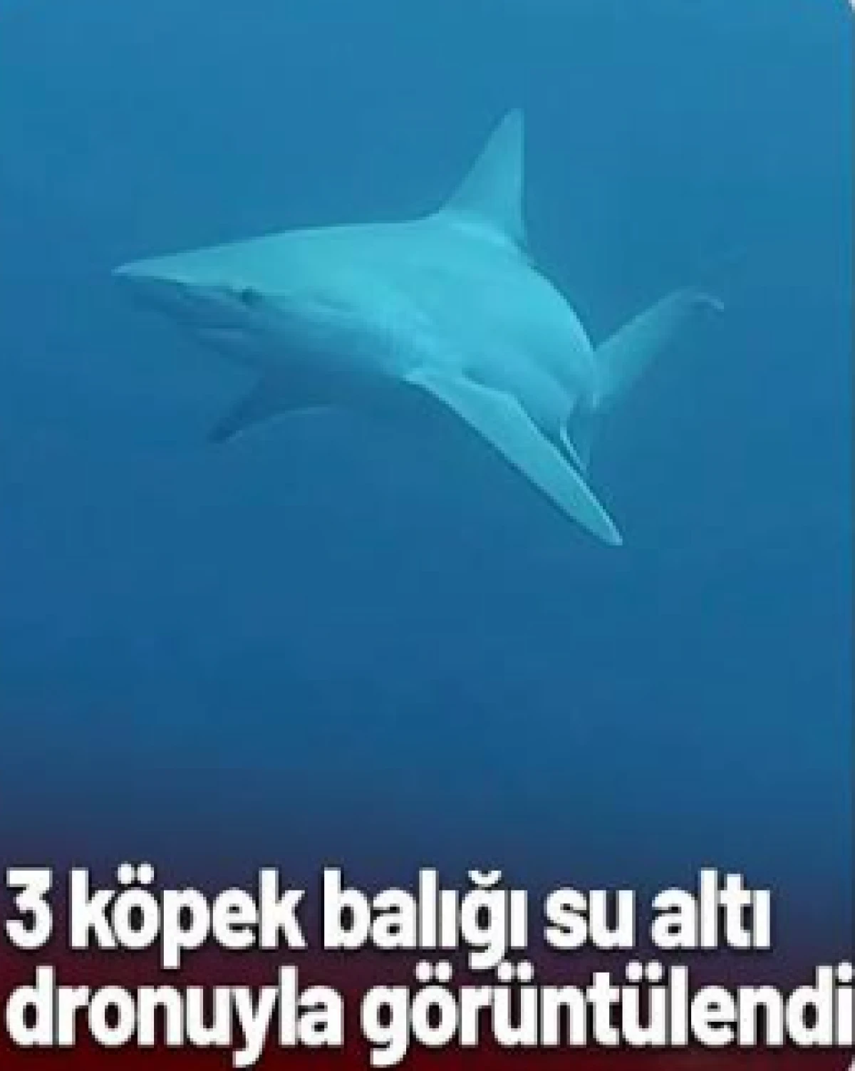 Mersin a&ccedil;ıklarında 3 k&ouml;pek balığı su altı dronuyla g&ouml;r&uuml;nt&uuml;lendi