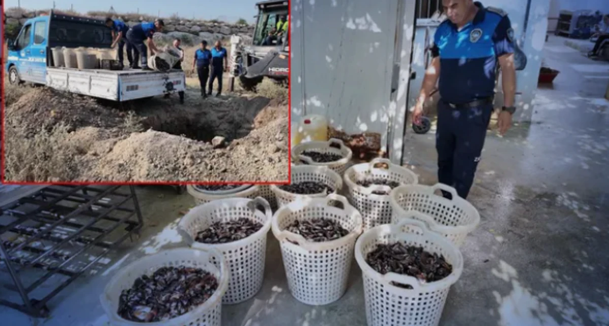 Mersin'de 200 kilo bozuk midye dolması ele ge&ccedil;irildi
