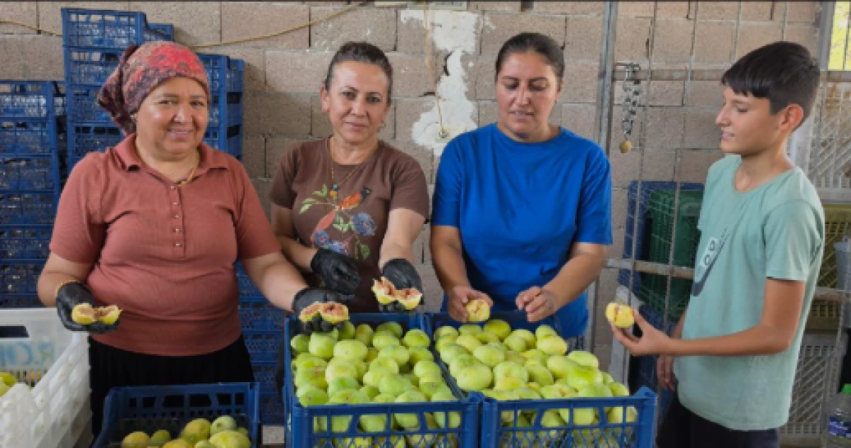 Mersin'de incir hasadı başladı; kilosu 150 lira