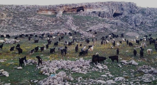 Mersin’de keçi çobanına 728 bin liralık otlatma cezası! 