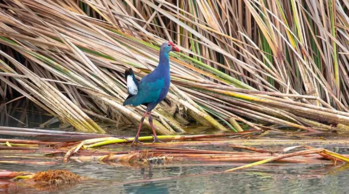 Mersin'de nesli tehlikedeki Saz Horozu G&ouml;r&uuml;nt&uuml;lendi