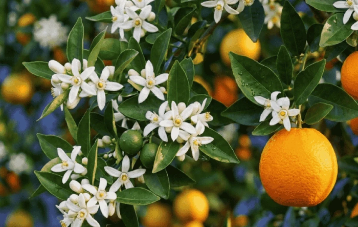 Mersin&rsquo;de Portakal Ağacında Turuncu Meyve, Beyaz &Ccedil;i&ccedil;ek Bir Arada