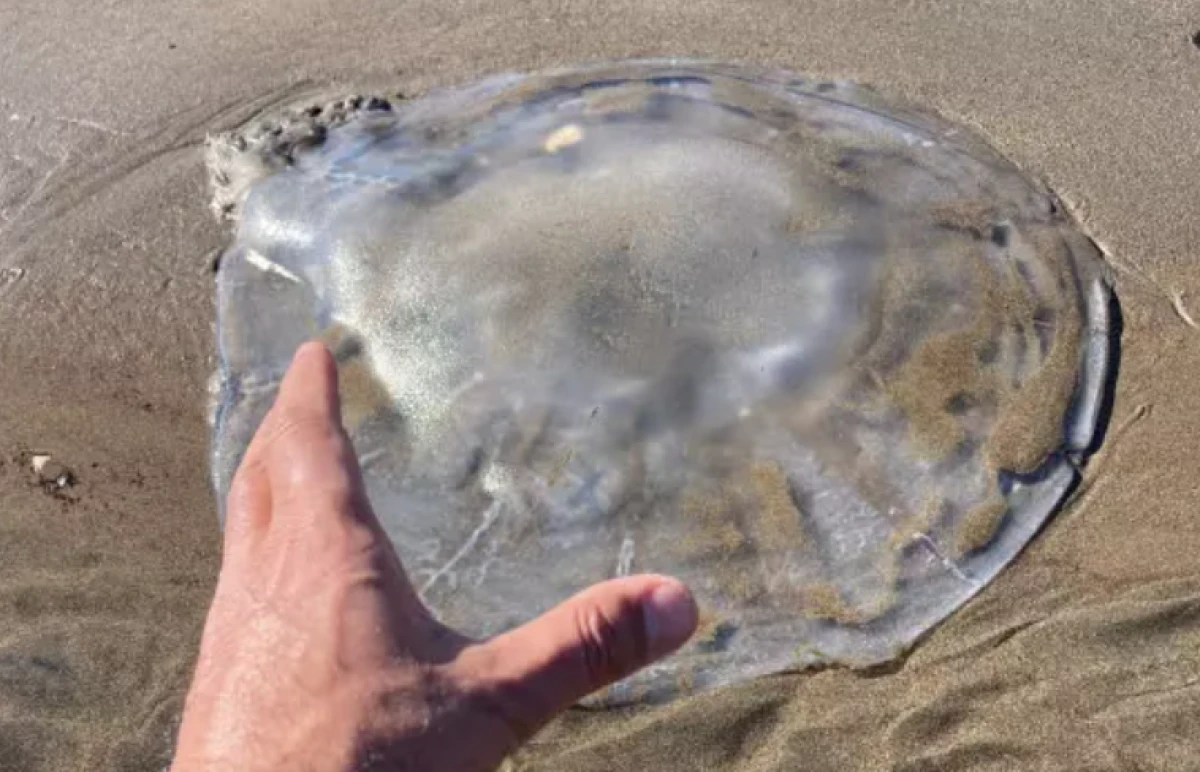 Mersin'de sahile vurdu                   