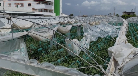 Mersin'de şiddetli fırtına ve rüzgar ekili alanlara da zarar verdi 