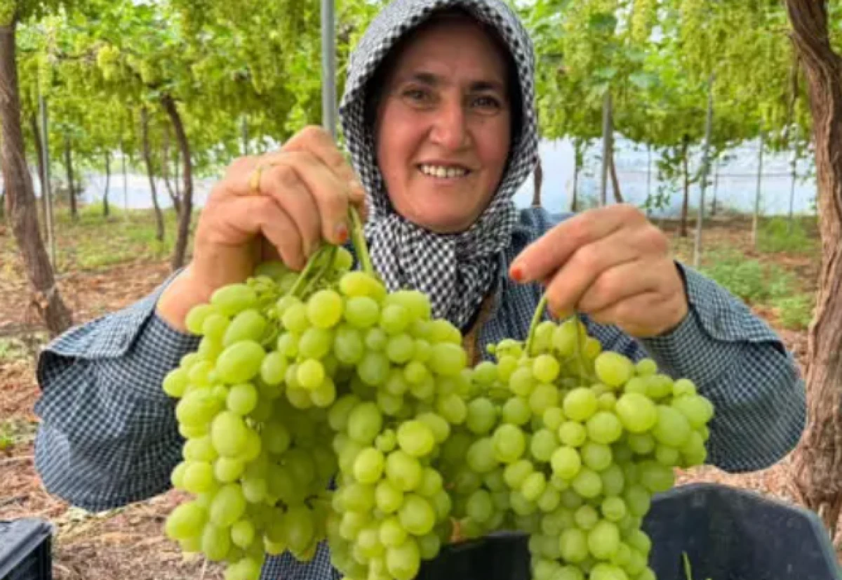 Mersin'de &uuml;reticinin y&uuml;z&uuml;nde g&uuml;ller a&ccedil;tıran hasat: Kilogramı 600 lira