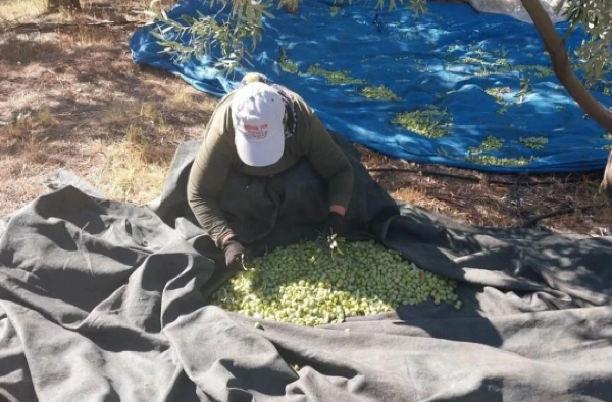 Mersin&rsquo;de zeytin hasadı başladı: Bah&ccedil;ede 10 ile 60 TL arasında