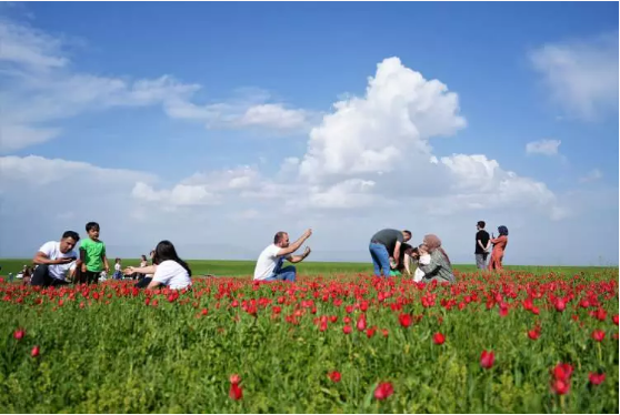 Muş lalesi ovayı kırmızıya boyadı! Cezası dudak uçuklattı... 