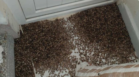 Ordu’da kahverengi kokarca istilası!     