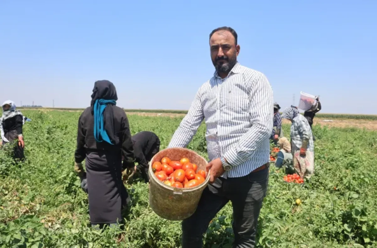 Sabahın ilk ışıklarıyla başlıyor, &ouml;ğlen 2'de işi bırakıyorlar. 6 saatte 1100 TL'lik kazan&ccedil;