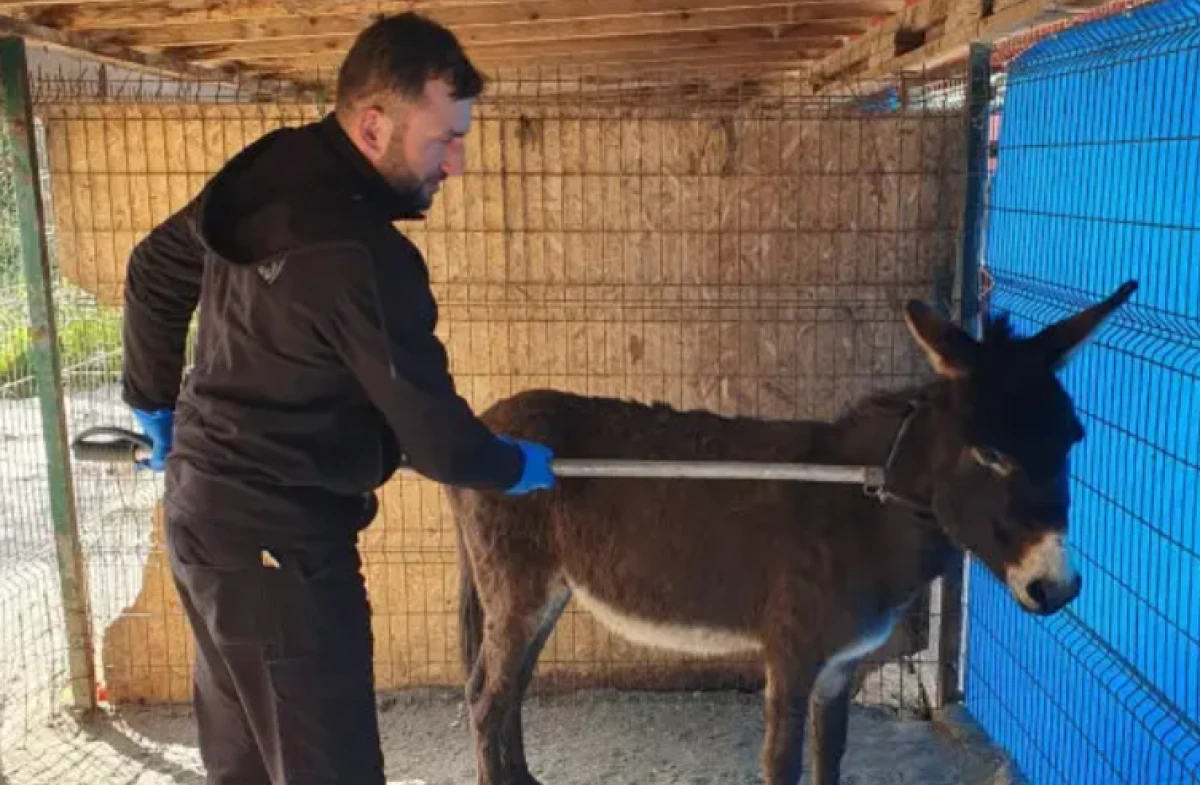 Sakarya'da cemaati &uuml;rk&uuml;ten eşek mahalleliye bela oldu
