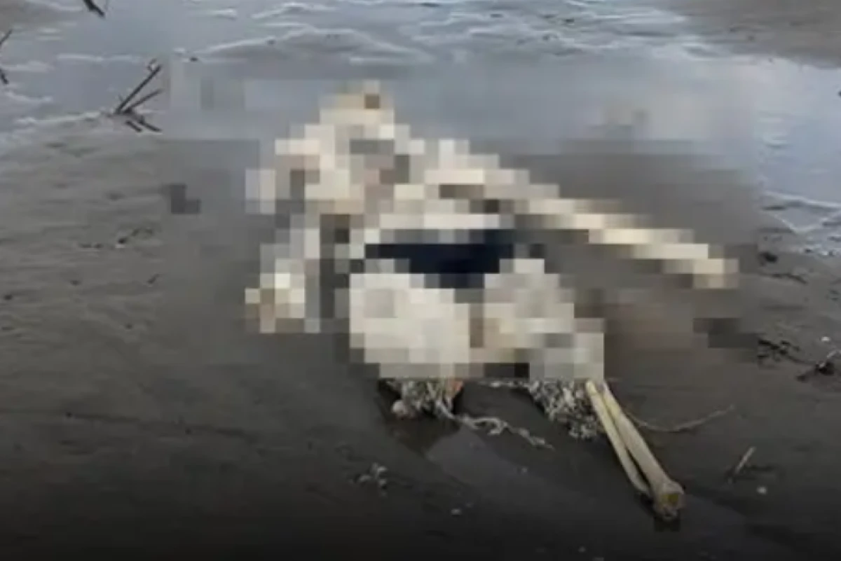 Samsun'da t&uuml;yler &uuml;rperten olay! Kıyıya insan iskeleti vurdu