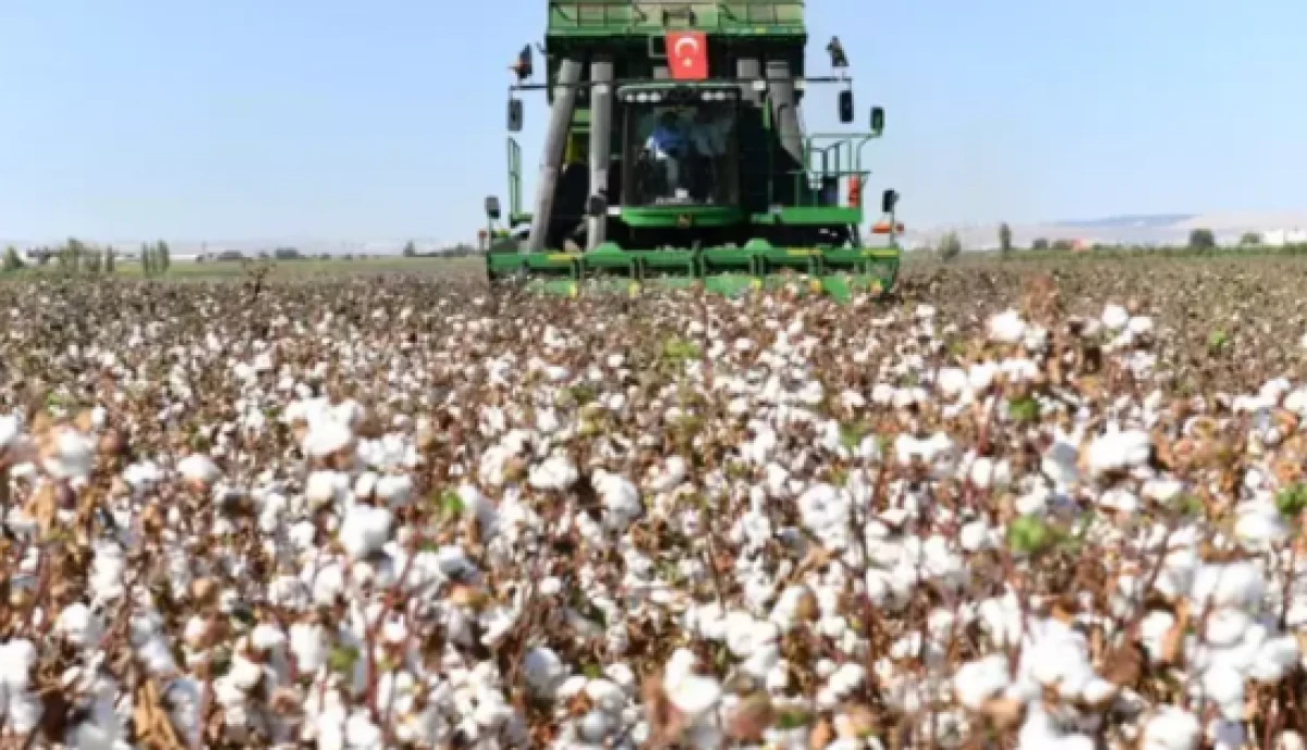Şanlıurfa'da pamuk koruma altına alındı! 