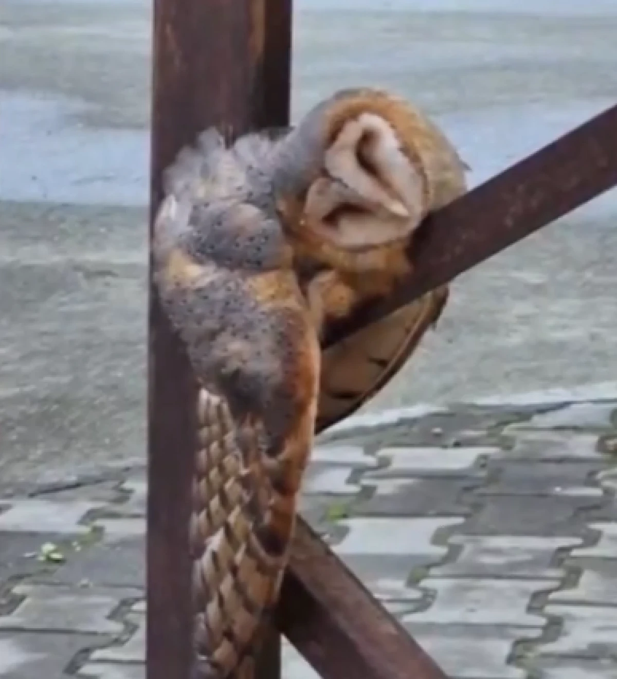 Sevimli baykuş sokak direğinde uyuya kaldı           