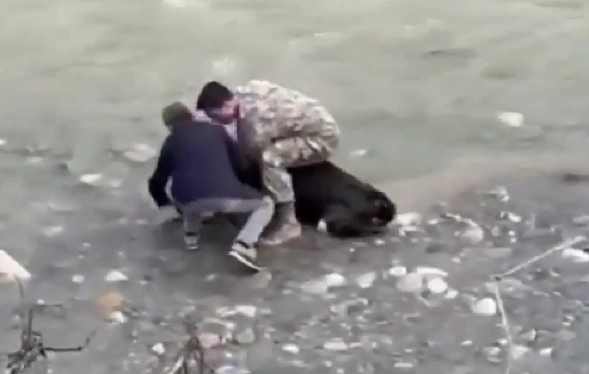 Siirt'te dereye d&uuml;şen buzağı polis tarafından kurtarıldı        